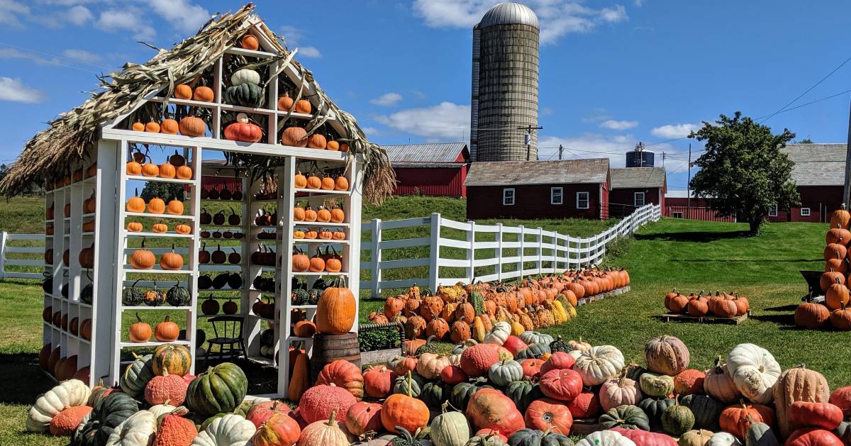 pumpkin and gourd display at a farm