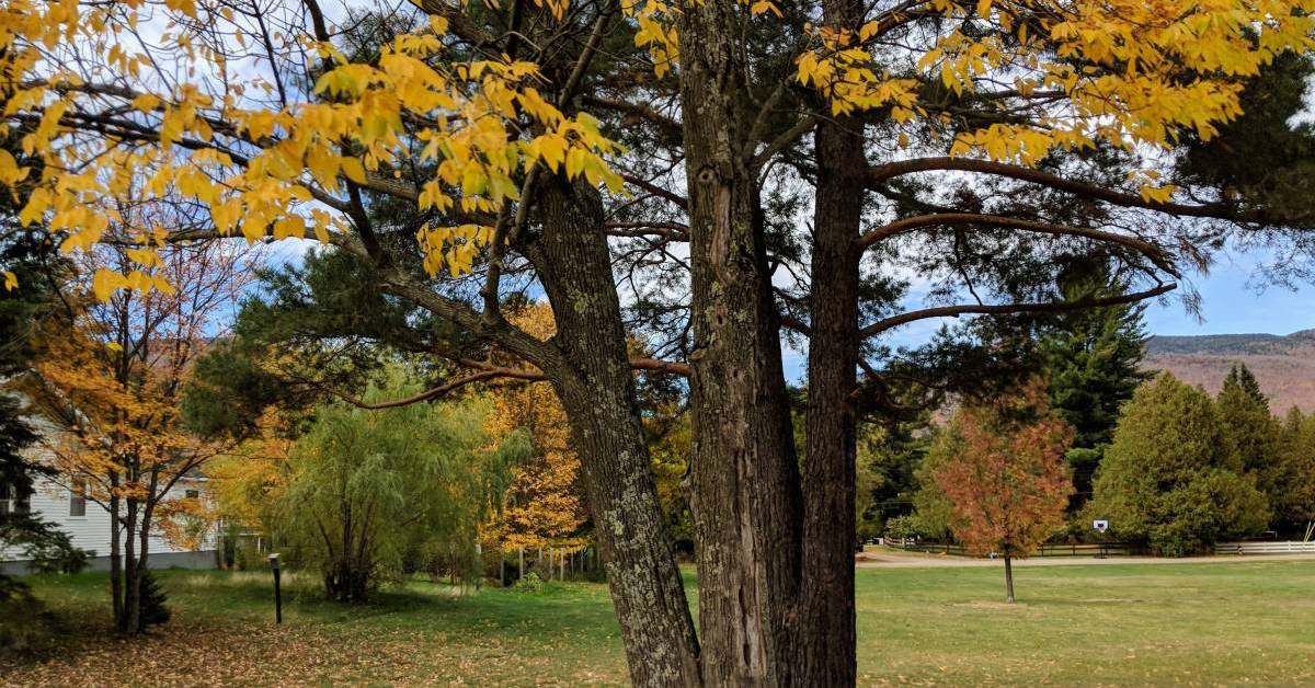 When Do the Fall Colors Peak in the Adirondacks? Find Out!