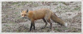 A red fox in the Adirondacks