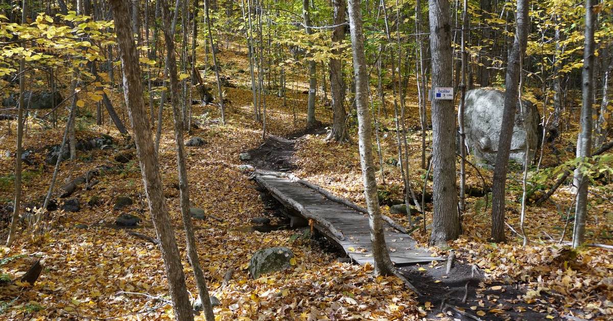 path in woods in fall