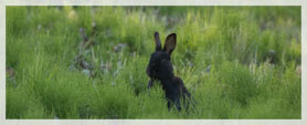hare looking out over tall grass