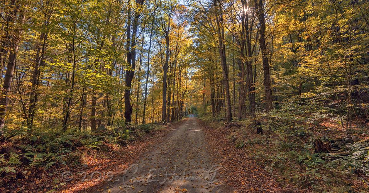 a hiking trail in the woods in the fall