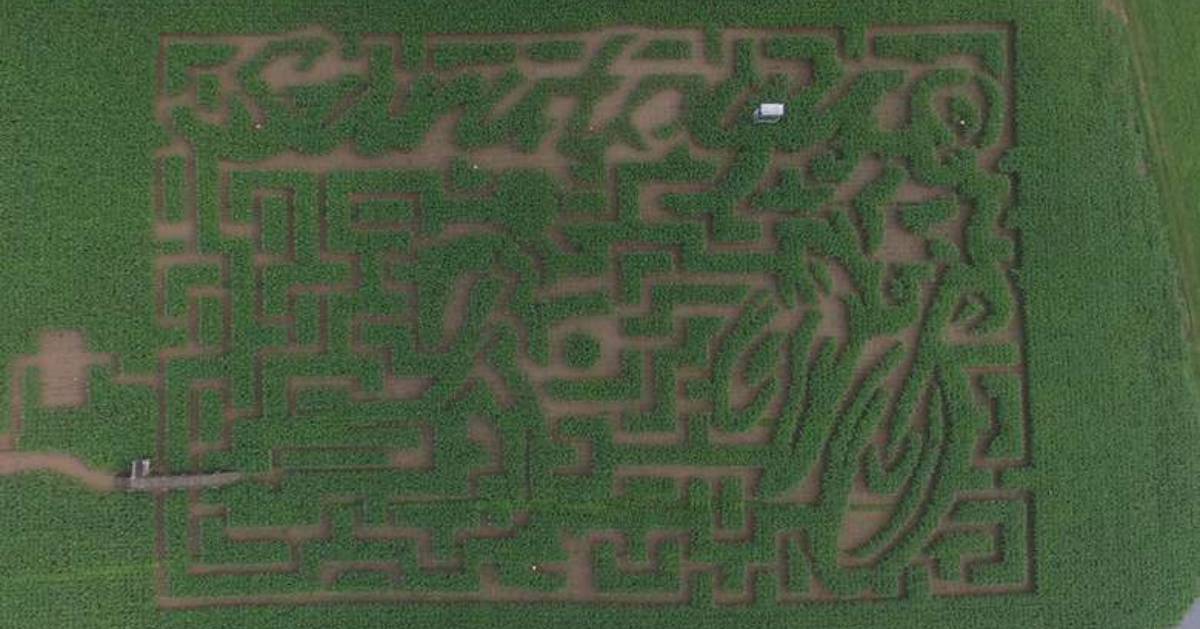 overhead view of corn maze