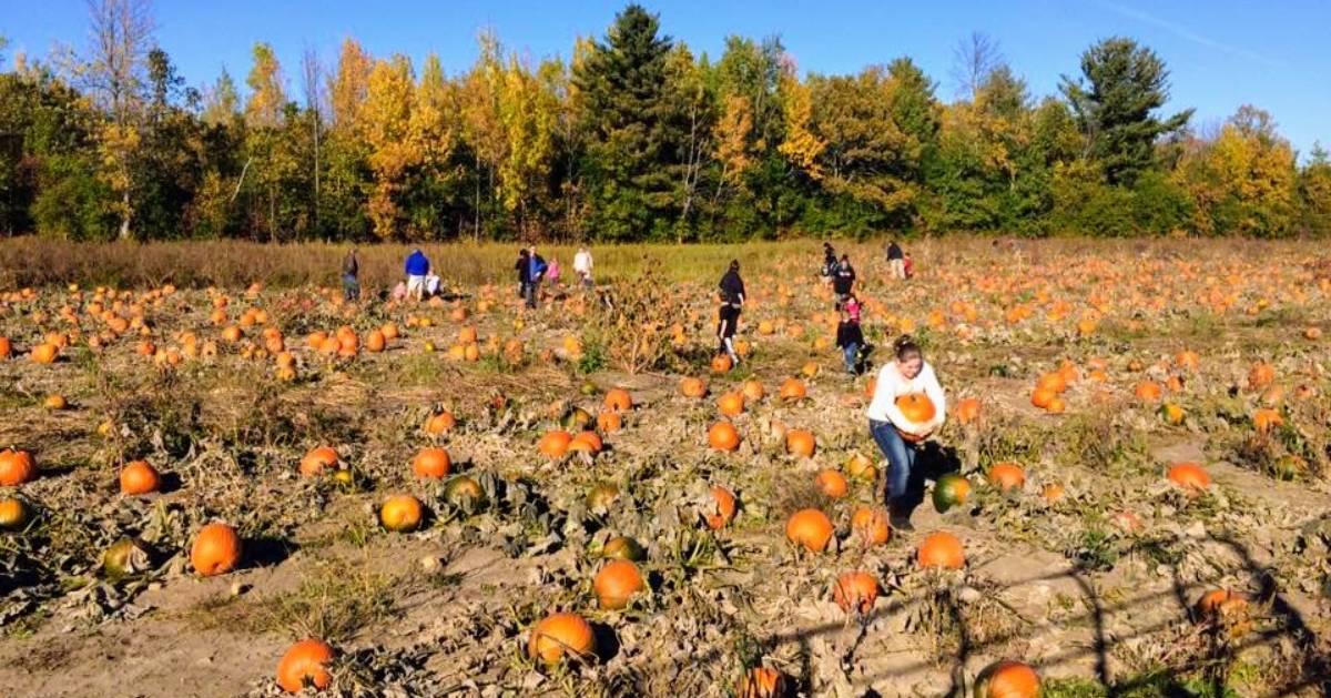 people in a pumpkin patch