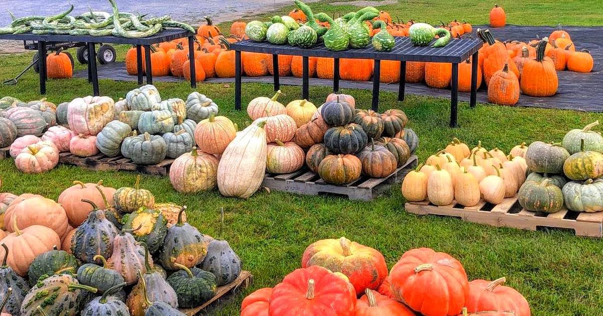pumpkins and gourds on display