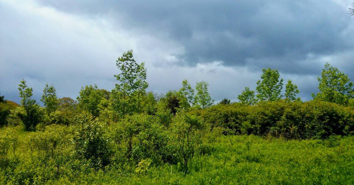 storm clouds over trees and field