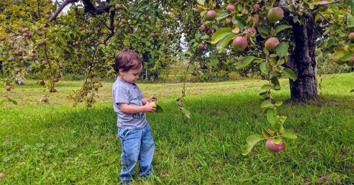 toddler picking apples