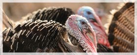two turkeys close-up 
