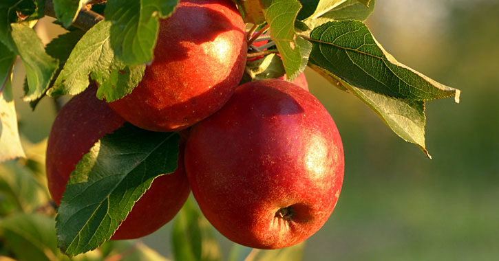 two apples on a tree