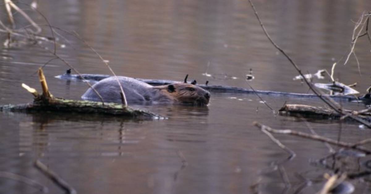 beaver swimming