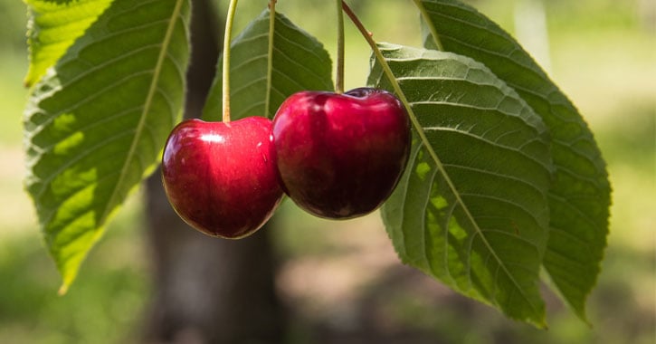 two cherries on a tree