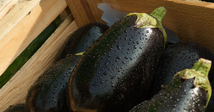 eggplants with dew on them in a crate