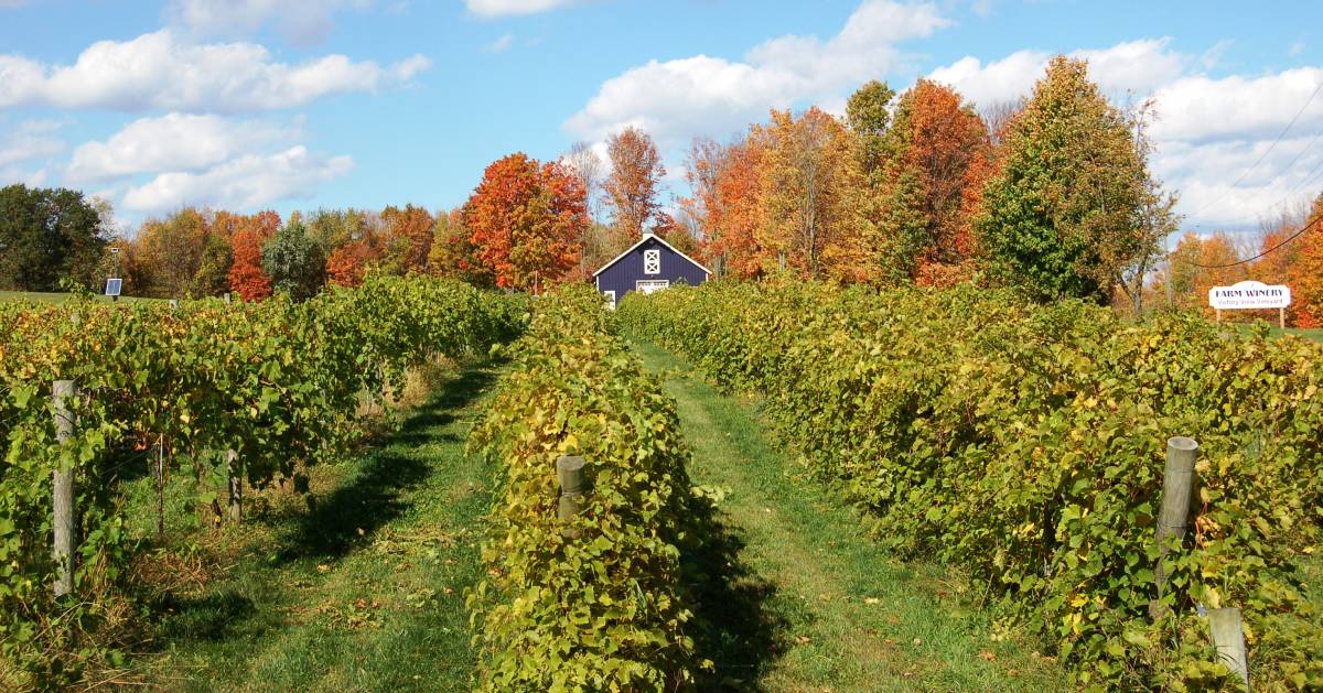 view of winery field in fall