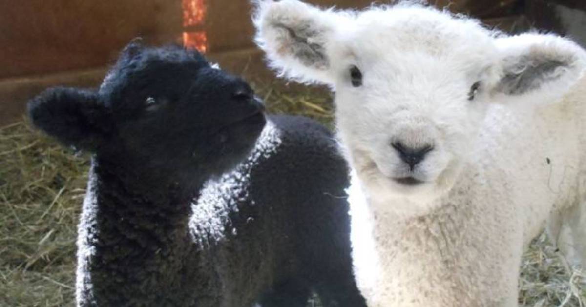 cute white and black lambs