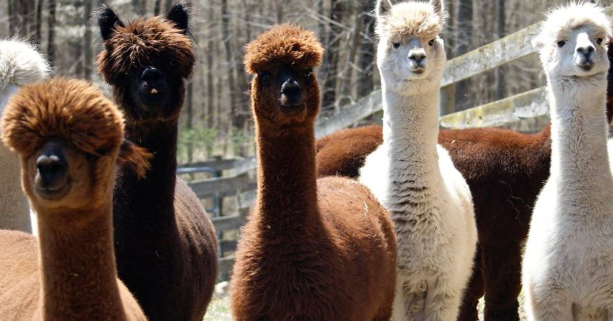 group of alpacas