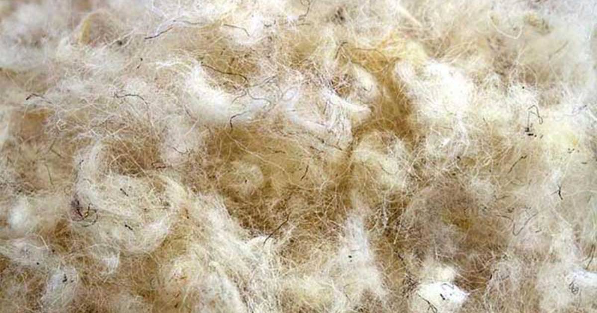 wool fibers