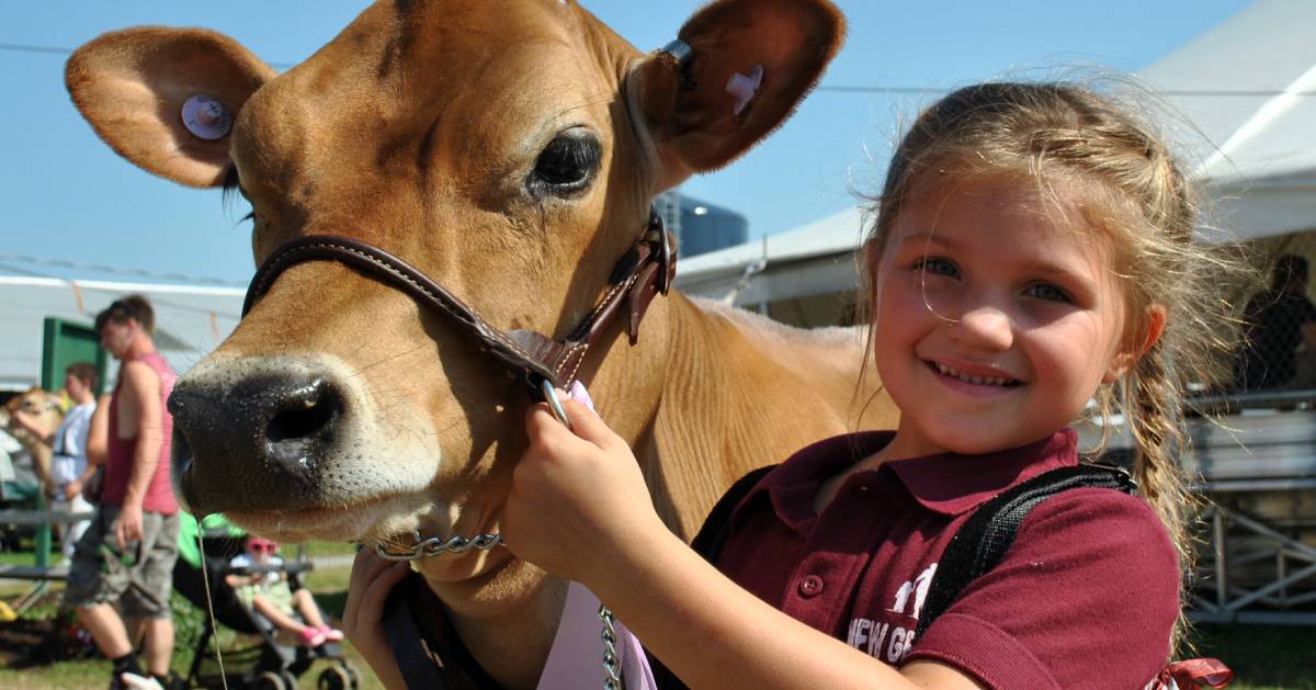 girl and a brown cow