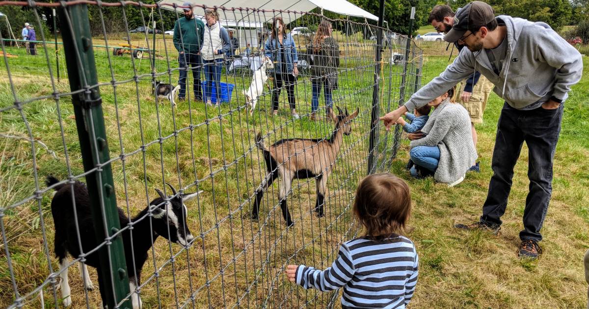 a people checking out goats on a farm