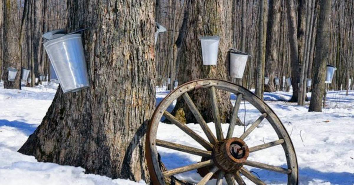 several trees tapped with buckets for sap collection, there's a wagon wheel
