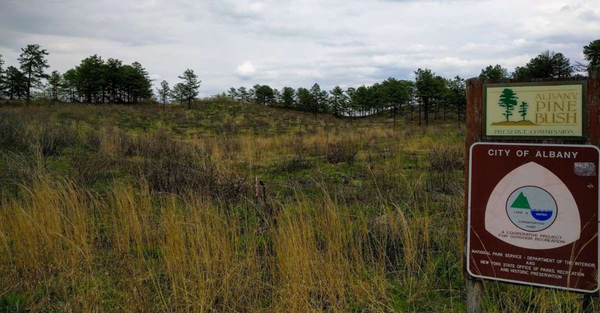 field at the albany pine bush preserve