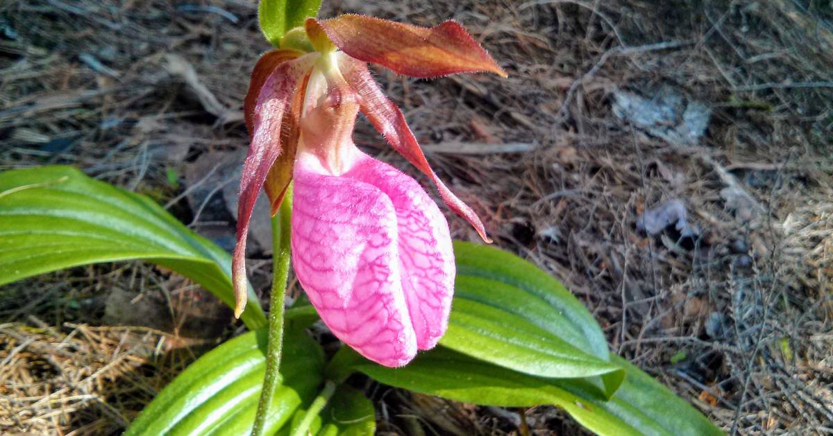pink lady slipper flower