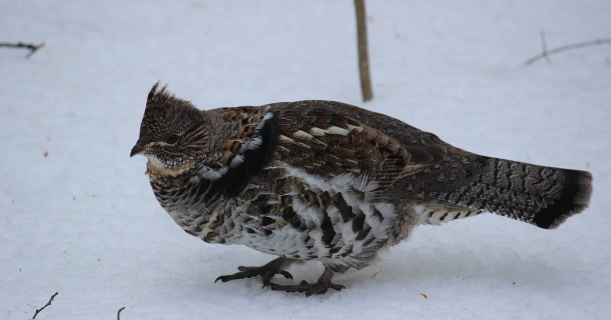 ruffed grouse