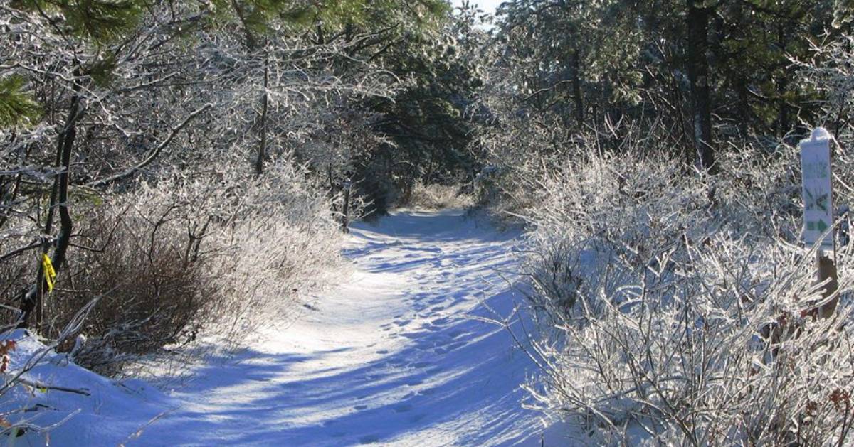 a snowy trail