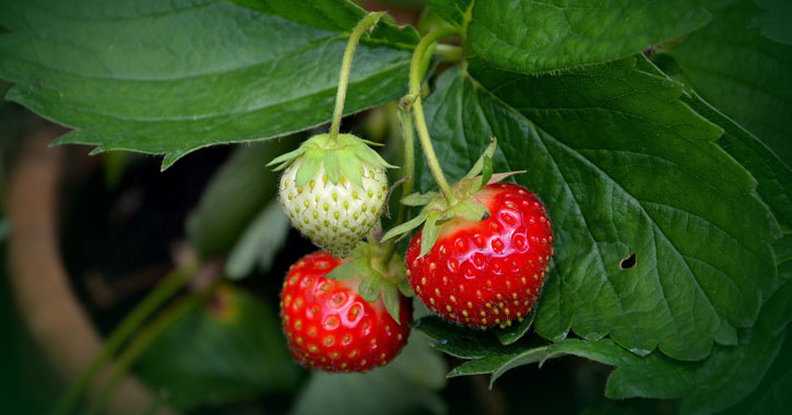 three strawberries on the vine, one immature