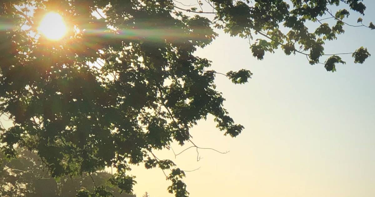 sunrise through the trees