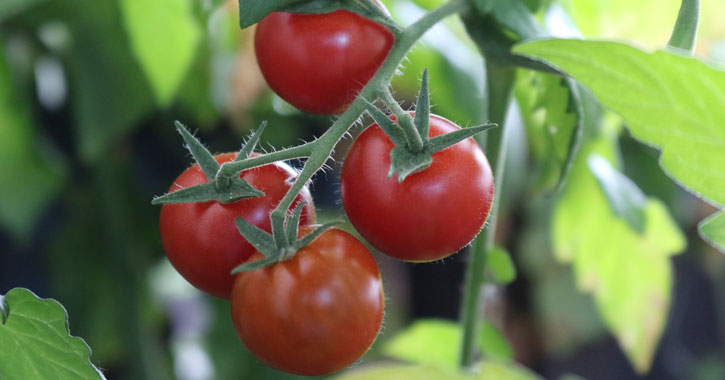 cherry tomatoes on a vine