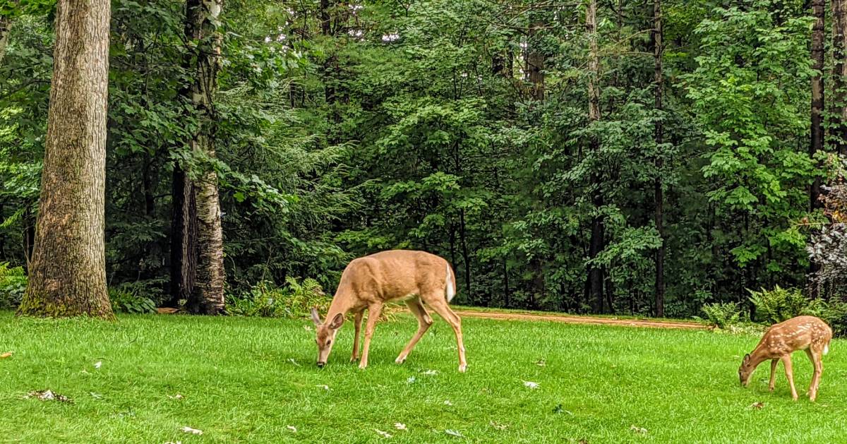 two deer