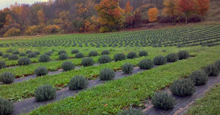 a lavender field