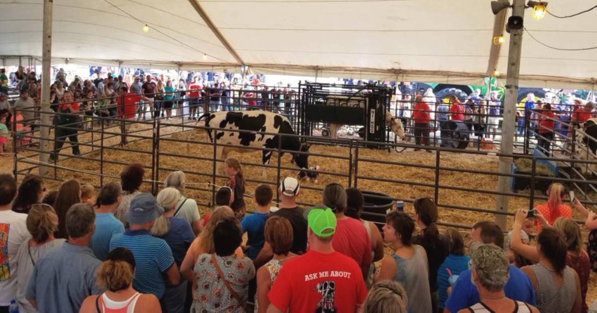 crowd watching a cow at the fair