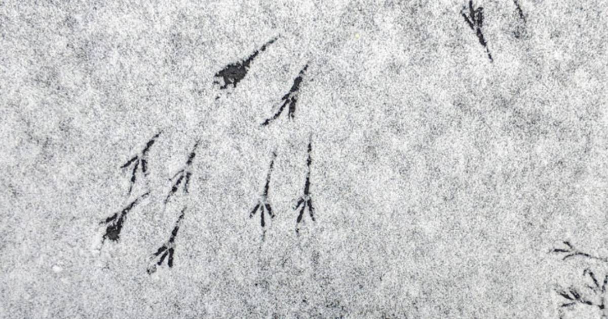 duck tracks in snow
