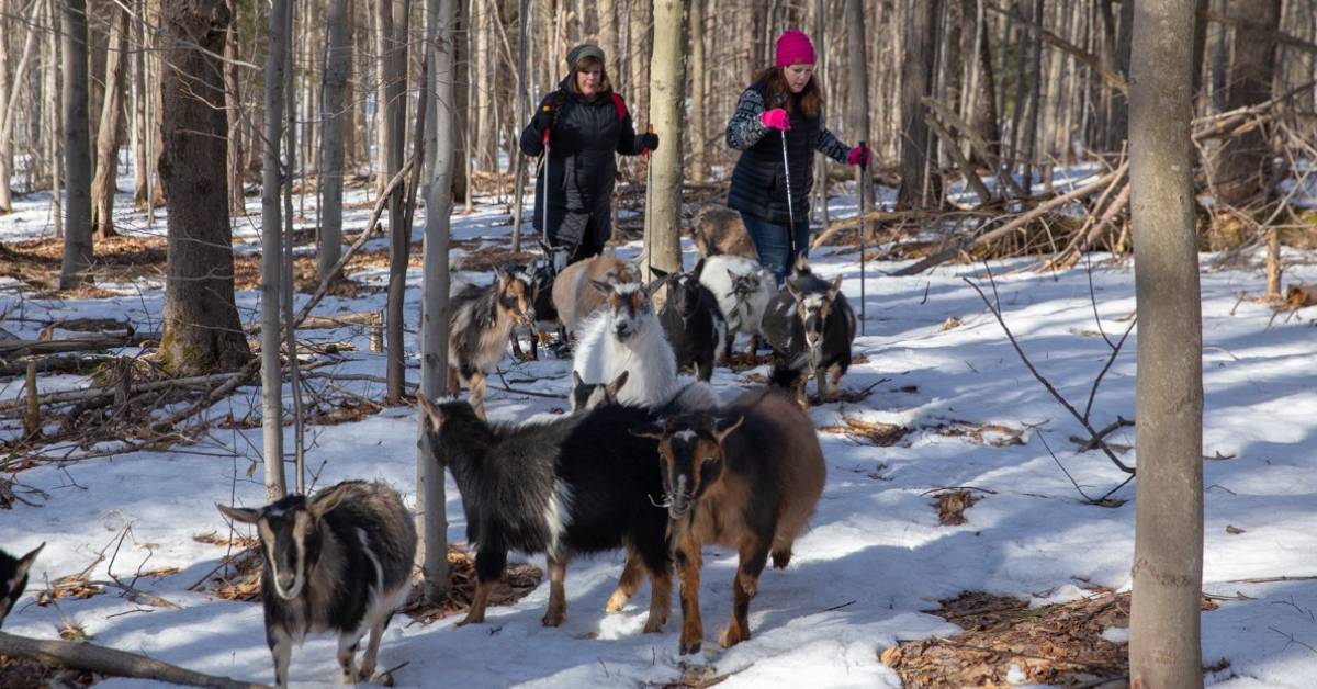two people snowshoeing with goats