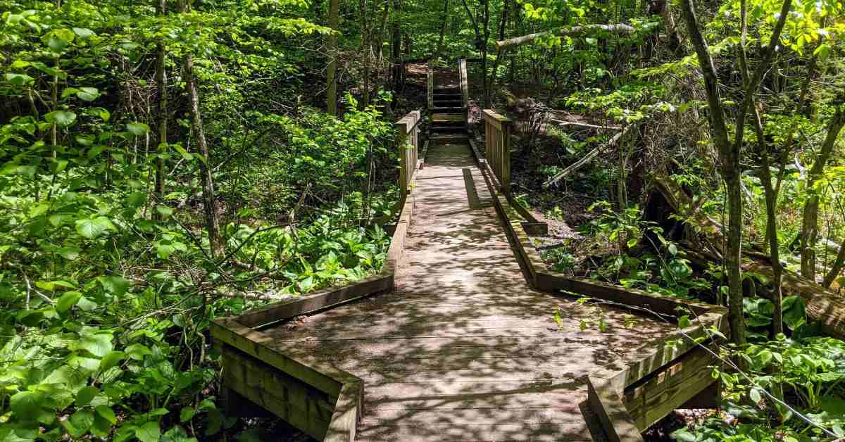 a path in the woods on a sunny day