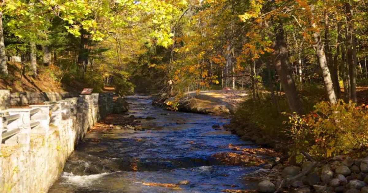 a public park with a waterway traveling through the woods