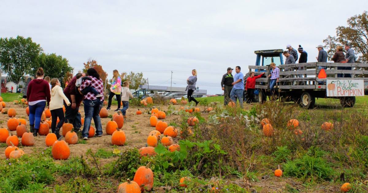 people in a pumpkin patch and getting off a hayride