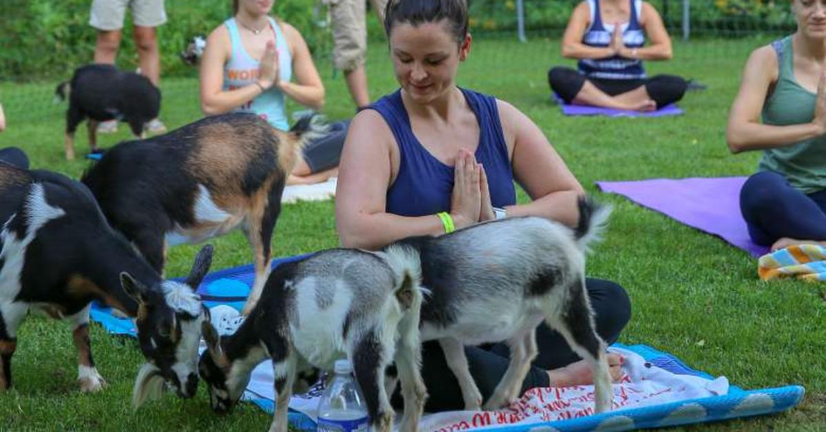 a woman doing yoga and smiling while goats sniff around her