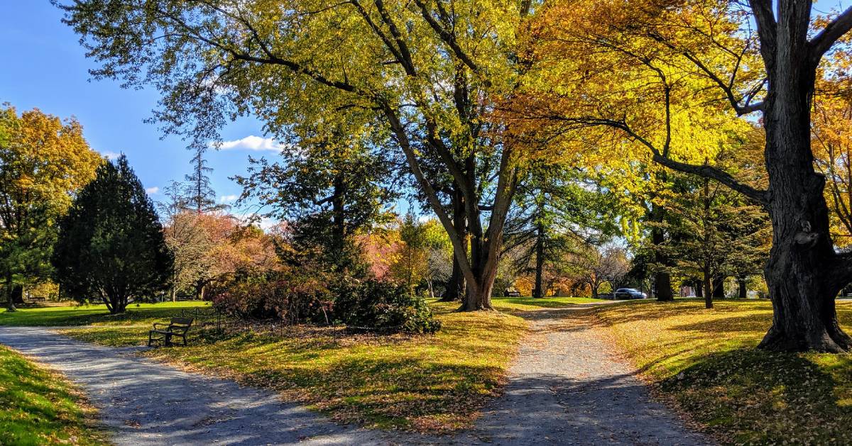 walkway in a park during fall