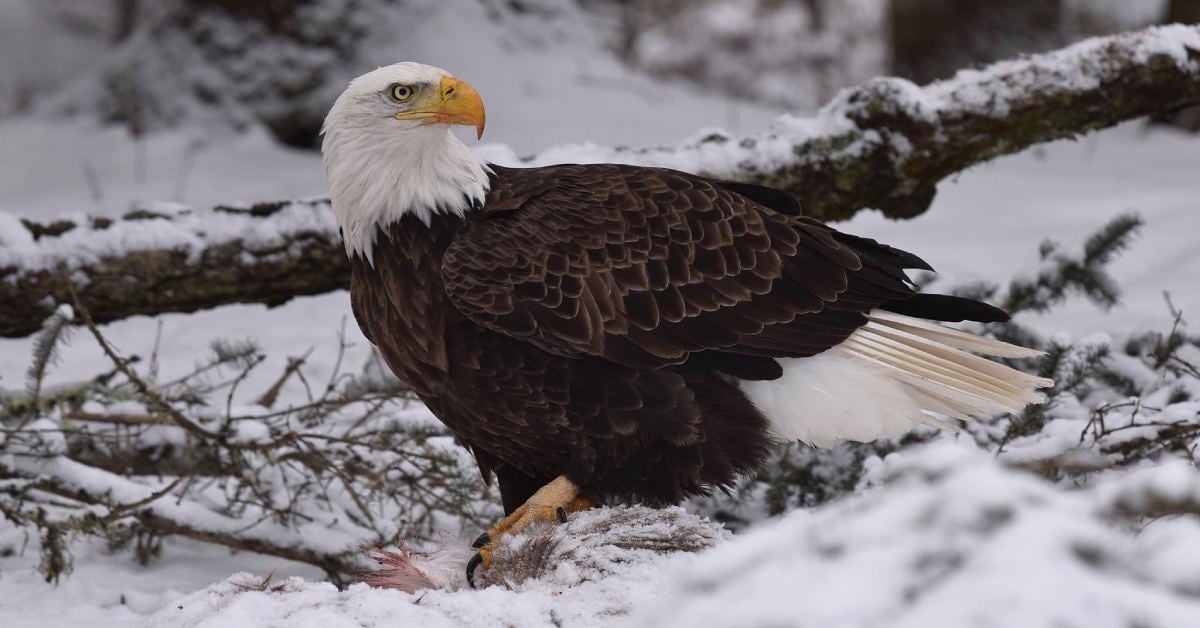 a bald eagle walking in snow