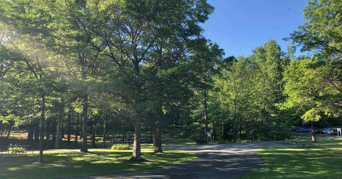 trees in a park on a sunny day 