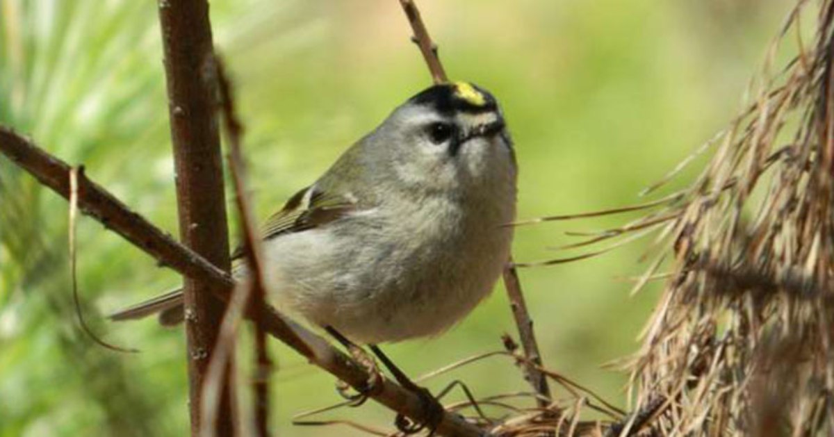 Bird at Albany Pine Bush