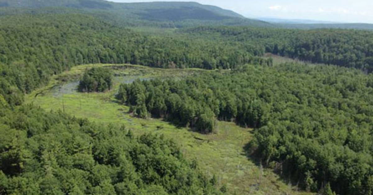 an aerial view of a forest