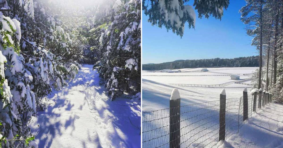 split image with snowshoe trail in woods on left and snowshoe trail by fence on right
