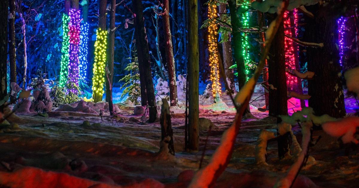 forest illuminated with holiday lights