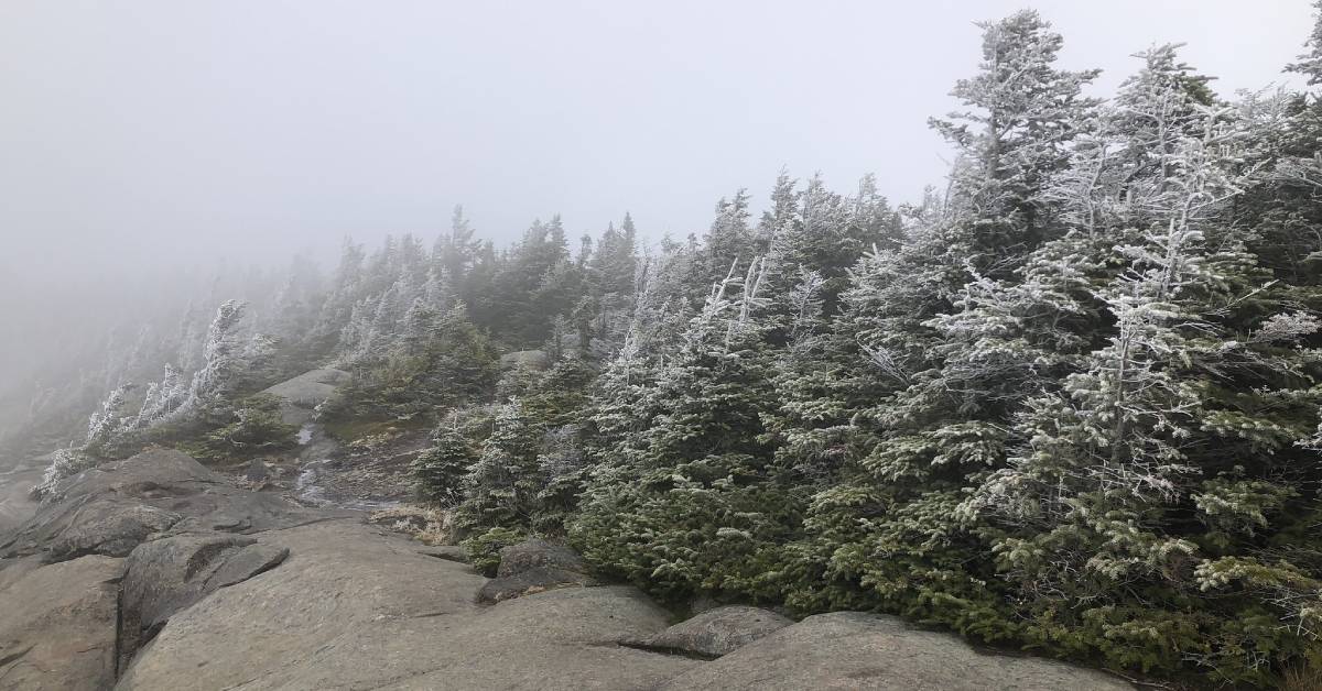 snow covered trees on a mountain