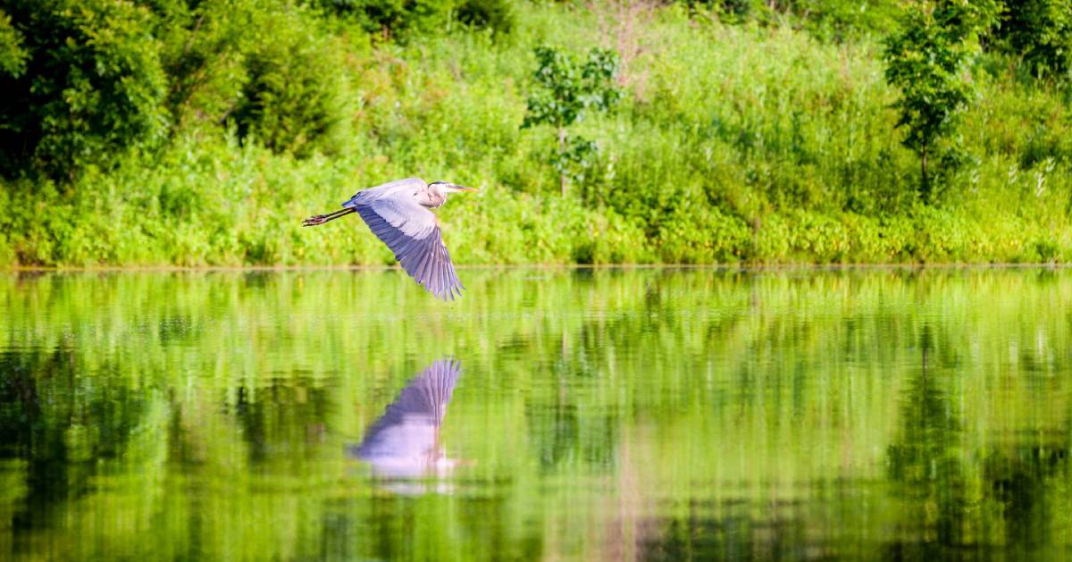 great blue heron flies over water