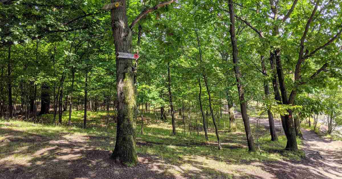 trail sign on a tree along a path