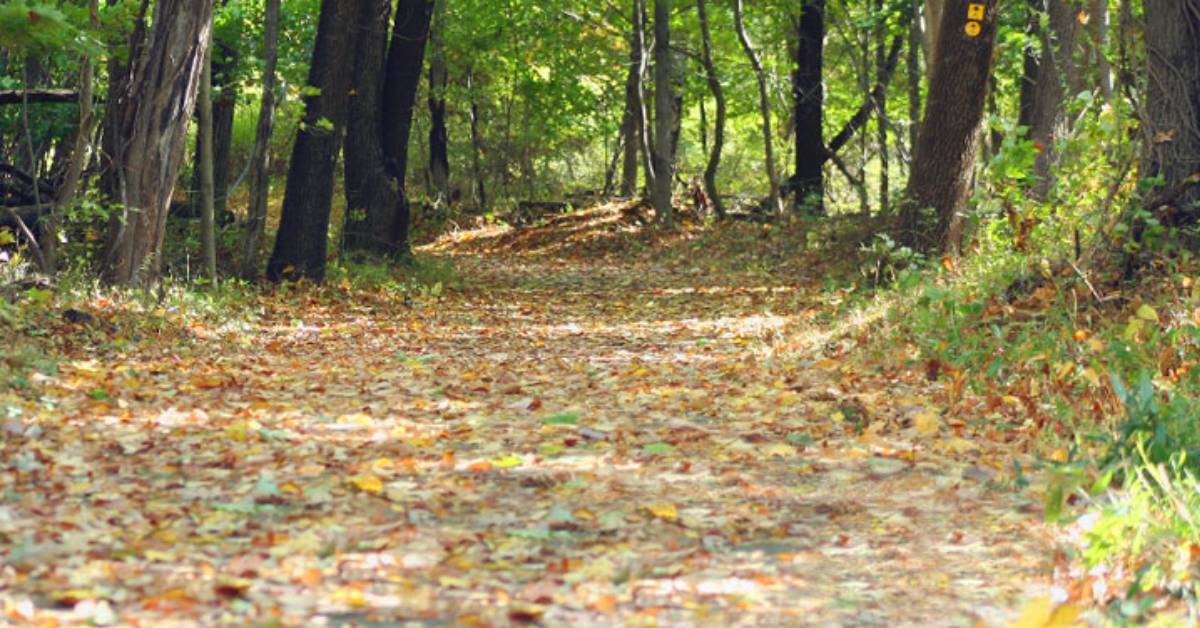 leaves on a wide trail